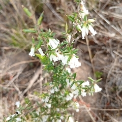 Leucopogon fletcheri subsp. brevisepalus (Twin Flower Beard-Heath) at Cooma, NSW - 16 Sep 2024 by mahargiani