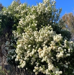 Melaleuca ericifolia (Swamp Paperbark) at Ulladulla, NSW - 16 Sep 2024 by Clarel