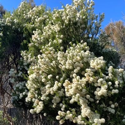 Melaleuca ericifolia (Swamp Paperbark) at Ulladulla, NSW - 16 Sep 2024 by Clarel