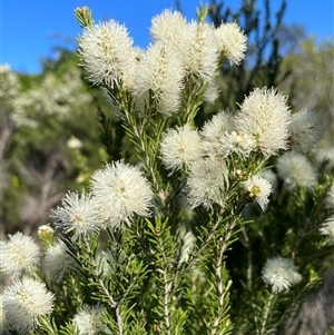 Melaleuca ericifolia at Ulladulla, NSW - 16 Sep 2024