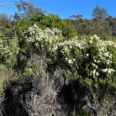 Melaleuca ericifolia at Ulladulla, NSW - 16 Sep 2024