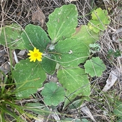 Cymbonotus sp. (preissianus or lawsonianus) (Bears Ears) at Hackett, ACT - 16 Sep 2024 by Clarel