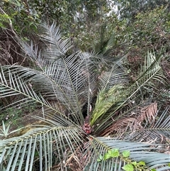 Macrozamia communis (Burrawang) at Surf Beach, NSW - 16 Sep 2024 by Clarel