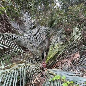 Macrozamia communis at Surf Beach, NSW - suppressed