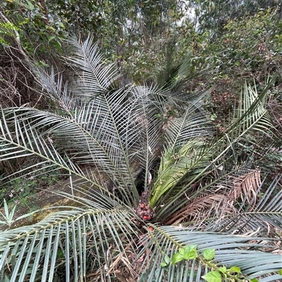 Macrozamia communis (Burrawang) at Surf Beach, NSW - 16 Sep 2024 by Clarel