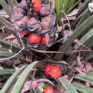 Macrozamia communis at Surf Beach, NSW - suppressed