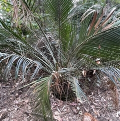 Macrozamia communis at Surf Beach, NSW - suppressed