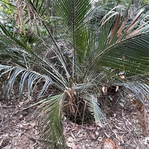 Macrozamia communis at Surf Beach, NSW - suppressed