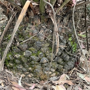Macrozamia communis at Surf Beach, NSW - suppressed