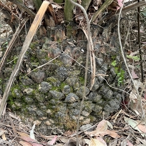 Macrozamia communis at Surf Beach, NSW - 16 Sep 2024