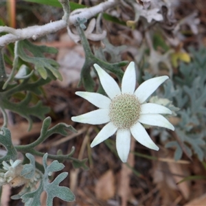 Actinotus helianthi at Ulladulla, NSW - 14 Sep 2024