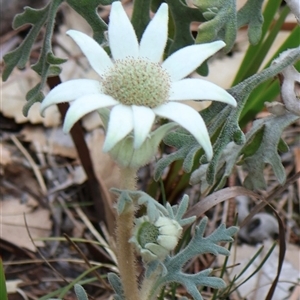 Actinotus helianthi at Ulladulla, NSW - 14 Sep 2024