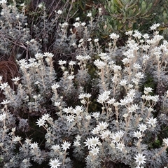 Actinotus helianthi at Ulladulla, NSW - 14 Sep 2024