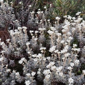 Actinotus helianthi at Ulladulla, NSW - suppressed