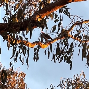 Callocephalon fimbriatum at Greenleigh, NSW - 16 Sep 2024