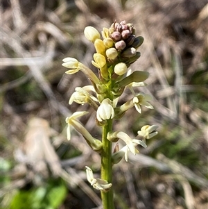 Stackhousia monogyna at Molonglo, ACT - suppressed