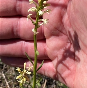 Stackhousia monogyna at Molonglo, ACT - suppressed