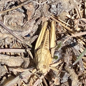 Perunga ochracea at Molonglo, ACT - 16 Sep 2024