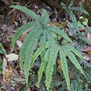 Adiantum hispidulum var. hispidulum at Burrill Lake, NSW - 14 Sep 2024