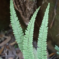 Adiantum hispidulum var. hispidulum at Burrill Lake, NSW - 14 Sep 2024