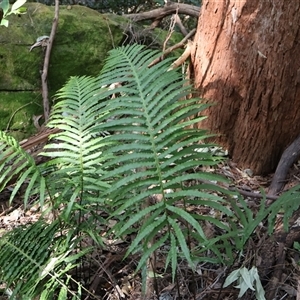 Blechnum cartilagineum at Burrill Lake, NSW - suppressed