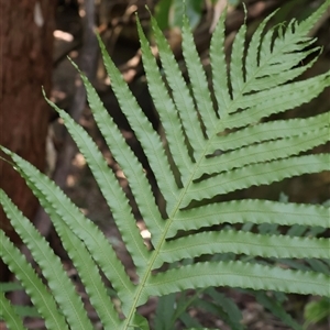 Blechnum cartilagineum at Burrill Lake, NSW - suppressed