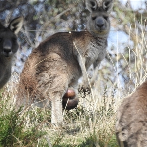 Macropus giganteus at Kambah, ACT - 16 Sep 2024