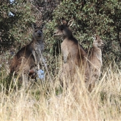 Macropus giganteus at Kambah, ACT - 16 Sep 2024