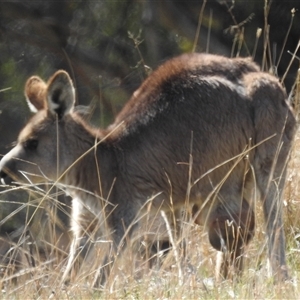 Macropus giganteus at Kambah, ACT - 16 Sep 2024