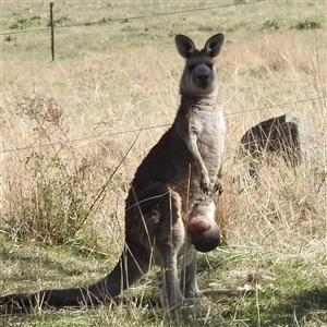 Macropus giganteus at Kambah, ACT - 16 Sep 2024