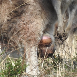 Macropus giganteus at Kambah, ACT - 16 Sep 2024