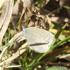 Zizina otis (Common Grass-Blue) at Kambah, ACT - 16 Sep 2024 by HelenCross