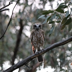 Ninox boobook at Goulburn, NSW - 16 Sep 2024 07:18 PM