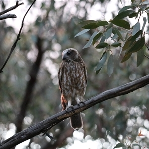 Ninox boobook at Goulburn, NSW - 16 Sep 2024 07:18 PM