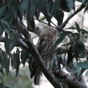 Ninox boobook at Goulburn, NSW - 16 Sep 2024 07:18 PM