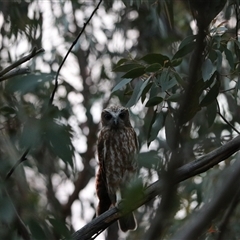 Ninox boobook at Goulburn, NSW - 16 Sep 2024 07:18 PM