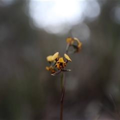 Diuris pardina (Leopard Doubletail) at Goulburn, NSW - 15 Sep 2024 by Rixon