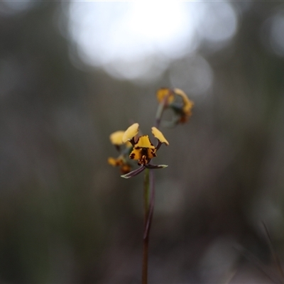 Diuris pardina (Leopard Doubletail) at Goulburn, NSW - 15 Sep 2024 by Rixon