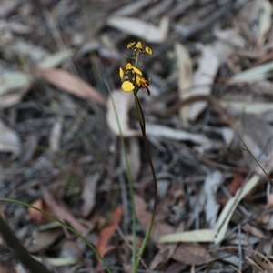 Diuris pardina at Goulburn, NSW - 15 Sep 2024