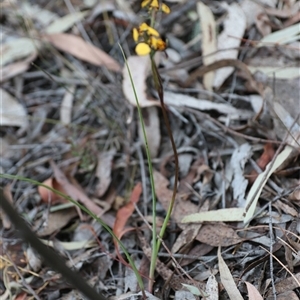 Diuris pardina at Goulburn, NSW - 15 Sep 2024