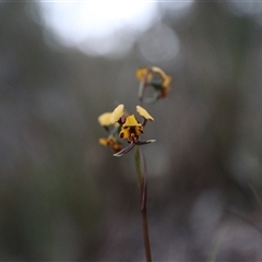 Diuris pardina at Goulburn, NSW - 15 Sep 2024