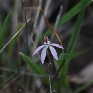 Caladenia fuscata at Goulburn, NSW - 15 Sep 2024