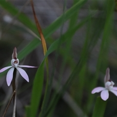 Caladenia fuscata at Goulburn, NSW - 15 Sep 2024