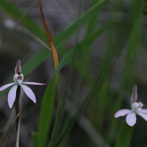 Caladenia fuscata at Goulburn, NSW - 15 Sep 2024