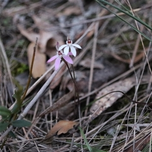 Caladenia fuscata at Goulburn, NSW - 15 Sep 2024