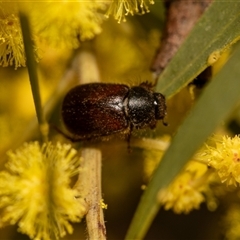 Heteronyx sp. (genus) (Scarab beetle) at Higgins, ACT - 13 Sep 2024 by AlisonMilton