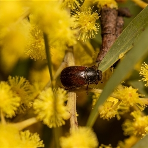 Heteronyx sp. (genus) at Higgins, ACT - 13 Sep 2024