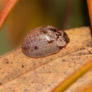 Paropsisterna m-fuscum at Higgins, ACT - 13 Sep 2024