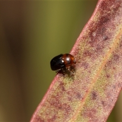 Cryptocephalinae (sub-family) (A case-bearing leaf beetle) at Higgins, ACT - 13 Sep 2024 by AlisonMilton