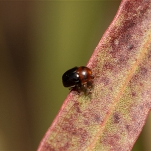 Cryptocephalinae (sub-family) at Higgins, ACT - 13 Sep 2024